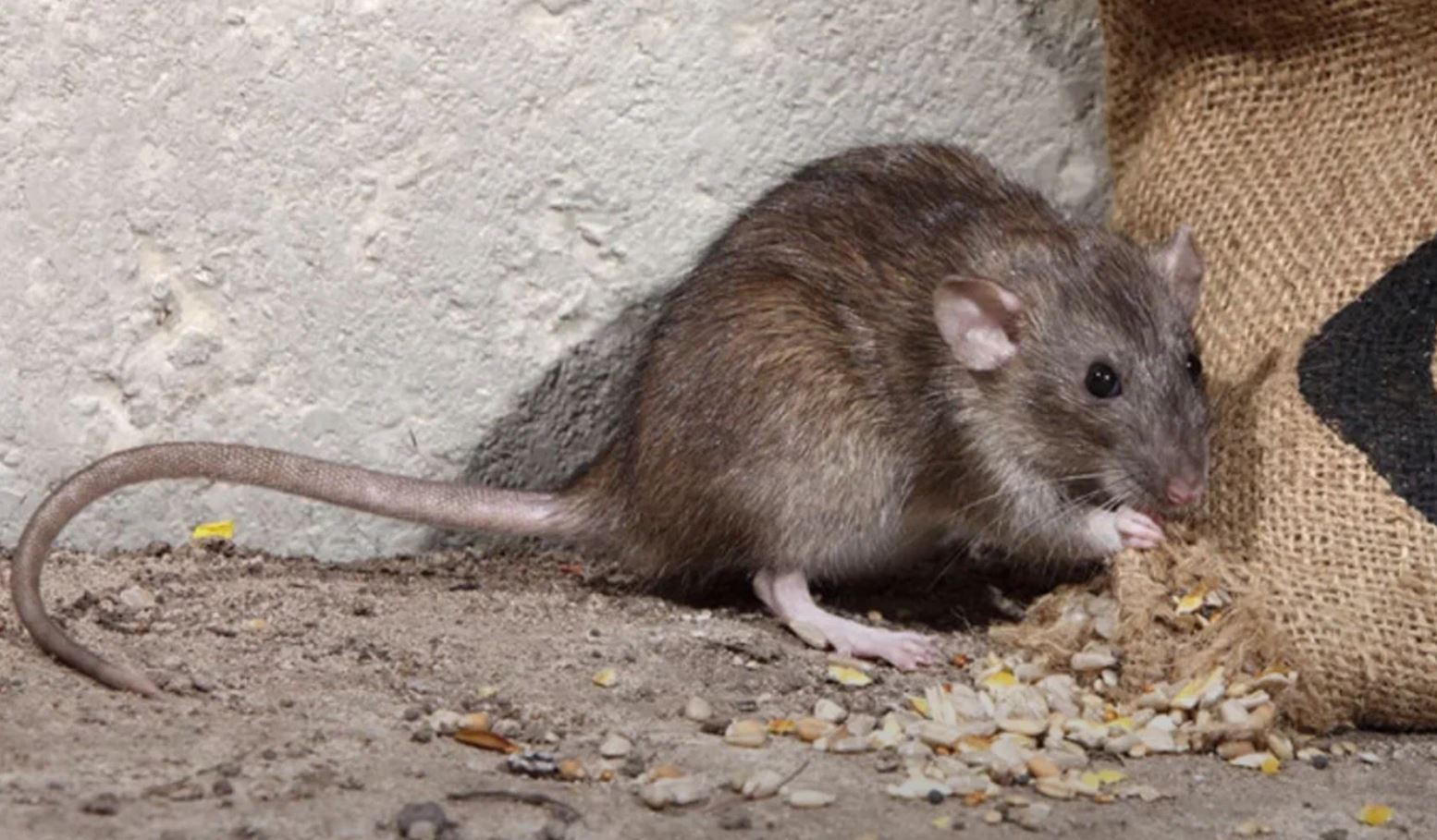 фото: Профессиональная дератизация в Ликино-Дулево: <br/>+7-909-173-42-96