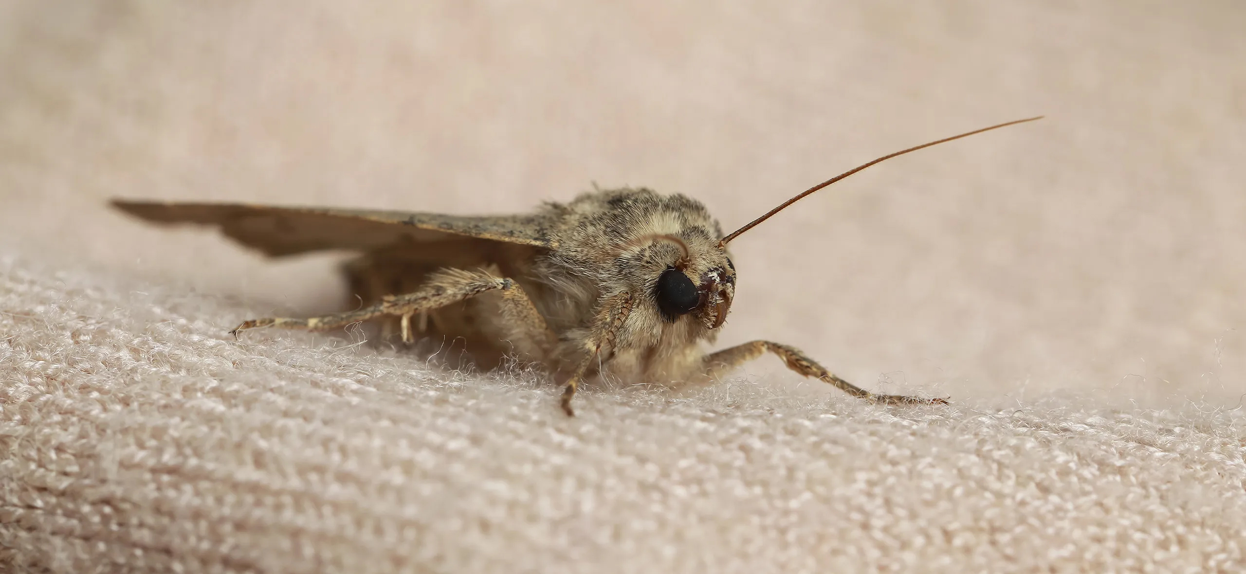 фото: Профессиональная обработка от моли в Ликино-Дулево: <br/>+7-909-173-42-96